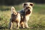 Un Yorkshire Terrier sur l'herbe, en train de regarder vers l'arrière