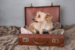 Un Yorkshire Terrier assis dans une valise