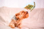 Des billets tombant sur un Yorkshire Terrier