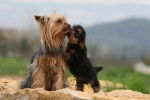Un chiot Yorkshire Terrier faisant un bisou à un Yorkshire Terrier adulte 