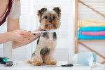 Une femme brossant les dents d'un Yorkshire Terrier