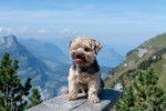 Un Yorkshire Terrier assis sur une planche de bois avec des montagnes en arrière-plan 