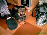 théo - Yorkshire Terrier Mâle (2 mois)