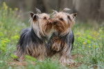 Deux Yorkshire Terrier en train de se renifler