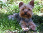 Coralie - Yorkshire Terrier Femelle (8 mois)
