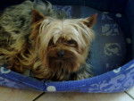 logane - Yorkshire Terrier Mâle (5 ans)