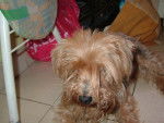 océane - Yorkshire Terrier Femelle (13 ans)
