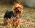 tomy - Yorkshire Terrier Mâle (3 ans)