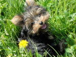 Mischa - Yorkshire Terrier Mâle (11 mois)
