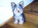 Fidjie - Yorkshire Terrier Femelle (1 an)