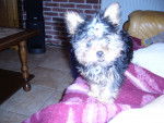 Fidjie - Yorkshire Terrier Femelle (1 an)