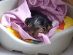 Cybelle - Yorkshire Terrier Femelle (3 mois)