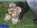 Minnie - Yorkshire Terrier Femelle (3 ans)