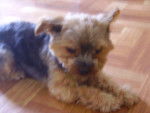 Nounours - Yorkshire Terrier Mâle (4 ans)