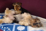 abby et belle - Yorkshire Terrier Femelle (2 mois)