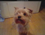 Dahrama - Yorkshire Terrier Femelle (6 ans)
