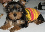 Galys - Yorkshire Terrier Femelle (5 mois)