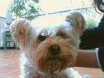 puchi - Yorkshire Terrier (4 ans)