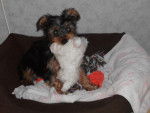 Guizmo - Yorkshire Terrier Mâle (1 an)