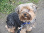 Dalhia - Yorkshire Terrier Femelle (4 ans)