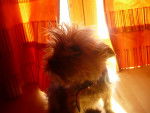 Coco - Yorkshire Terrier Femelle