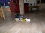 Ginie - Yorkshire Terrier Femelle (7 mois)