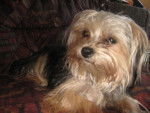 Ginna - Yorkshire Terrier Femelle (2 ans)