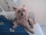 Océlie - Yorkshire Terrier Femelle (14 ans)