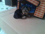 Coco :) - Yorkshire Terrier Mâle (4 mois)