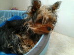 coco - Yorkshire Terrier Mâle (10 mois)