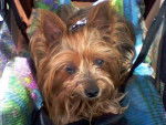 Nelly - Yorkshire Terrier Femelle (13 ans)