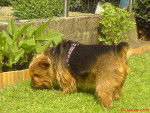 roni - Yorkshire Terrier Mâle (Autre)