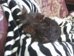 Nancy - Yorkshire Terrier Femelle (7 mois)