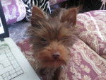 Nancy - Yorkshire Terrier Femelle (7 mois)