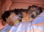Celaya - Yorkshire Terrier Femelle (5 ans)