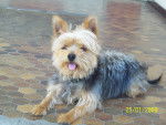 ChOu--ChOu (a mamie) - Yorkshire Terrier Mâle (3 ans)