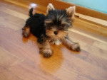 Cookie - Yorkshire Terrier Mâle (2 mois)