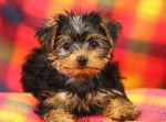 Un Yorkshire Terrier allongé sur un plaid