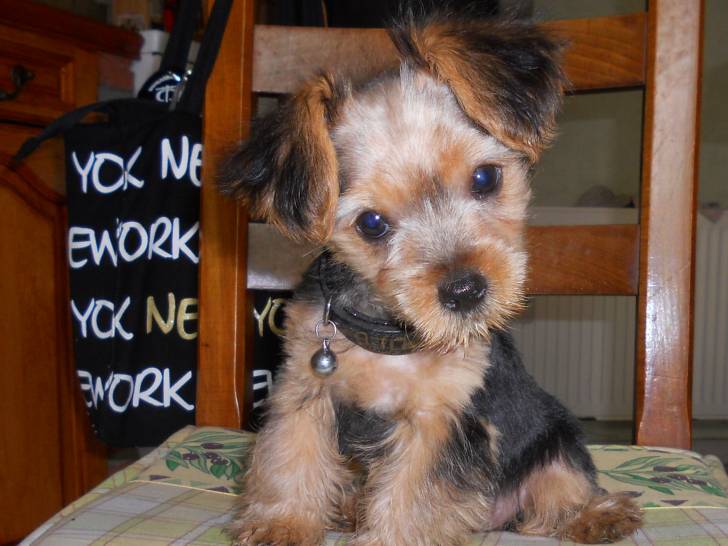 holby - Yorkshire Terrier Mâle (3 mois)