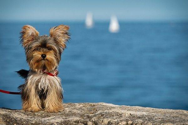Simba - Yorkshire Terrier Mâle (5 ans)