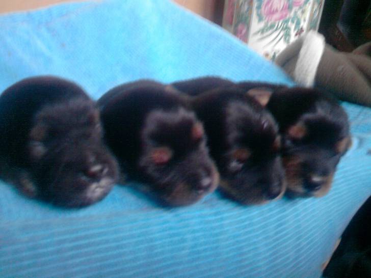 les nouveaux - Yorkshire Terrier