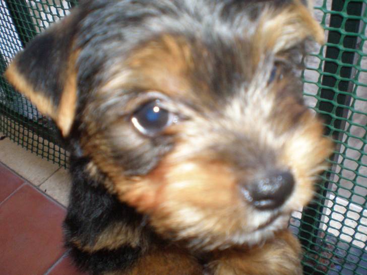 Teddy - Yorkshire Terrier Mâle (2 mois)