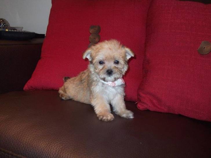 Théo - Yorkshire Terrier Mâle (2 mois)