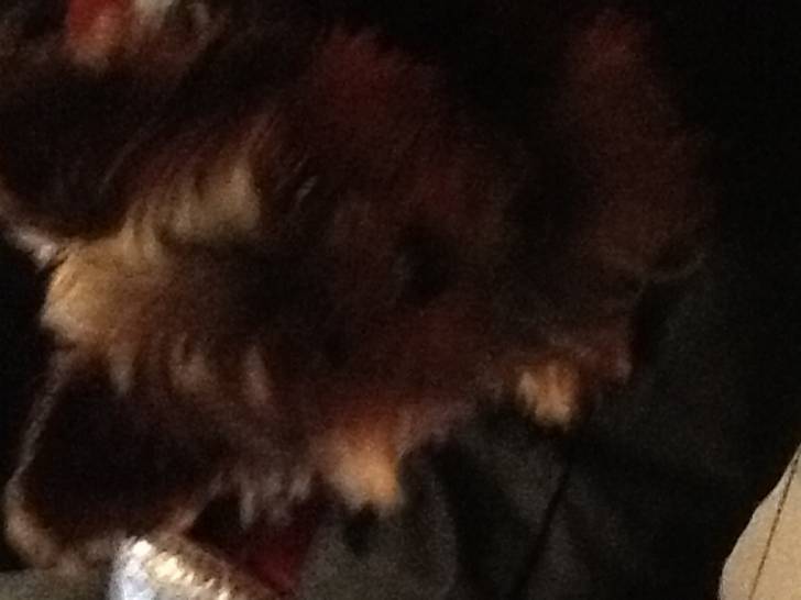 Scybélius - Yorkshire Terrier Mâle (6 ans)