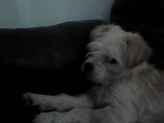 Wrigley - Yorkshire Terrier Mâle (3 mois)