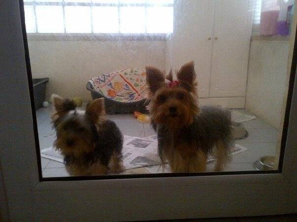 Cookie And Her Sister - Yorkshire Terrier Femelle (5 ans)