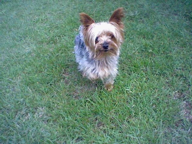 Axel - Yorkshire Terrier Mâle (7 ans)