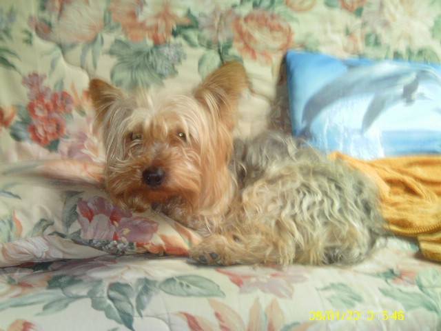 brandy - Yorkshire Terrier Mâle (3 ans)