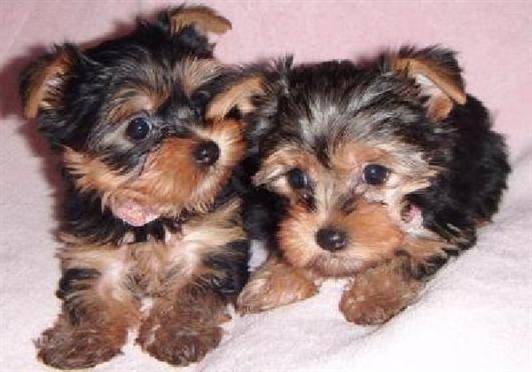 princess - Yorkshire Terrier Femelle (5 mois)