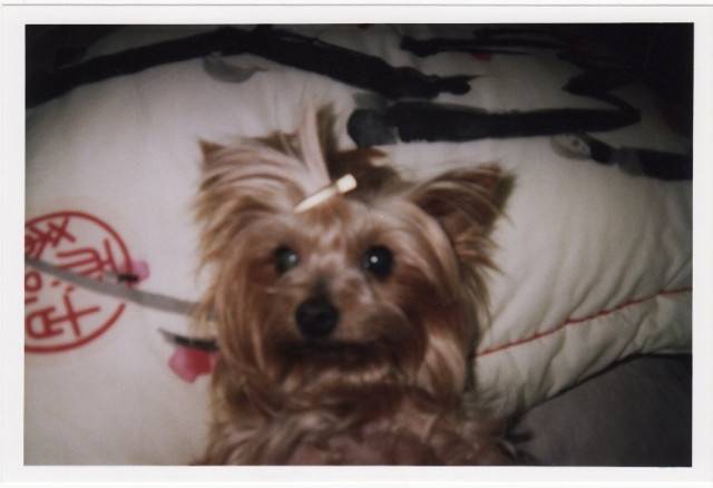 ananas - Yorkshire Terrier Femelle (5 mois)